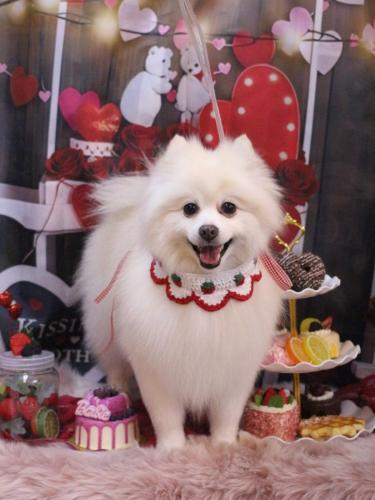 20250219ぽこちゃん